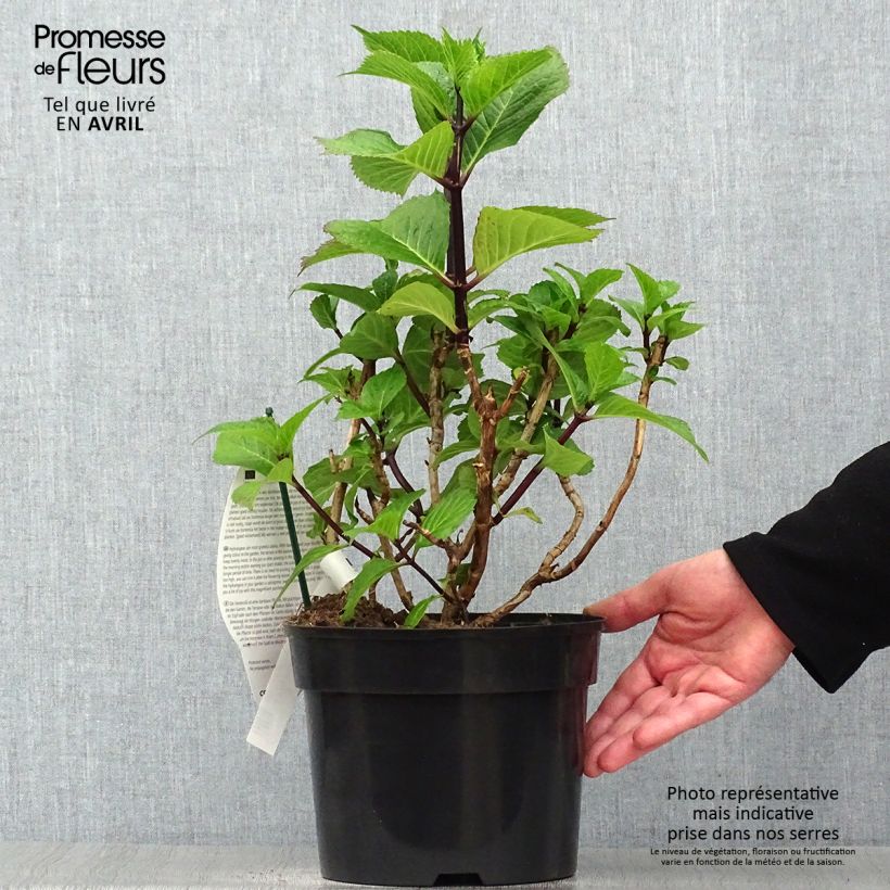 Spécimen de Hortensia - Hydrangea macrophylla Black Steel Purple Pot de 4L/5L tel que livré au printemps