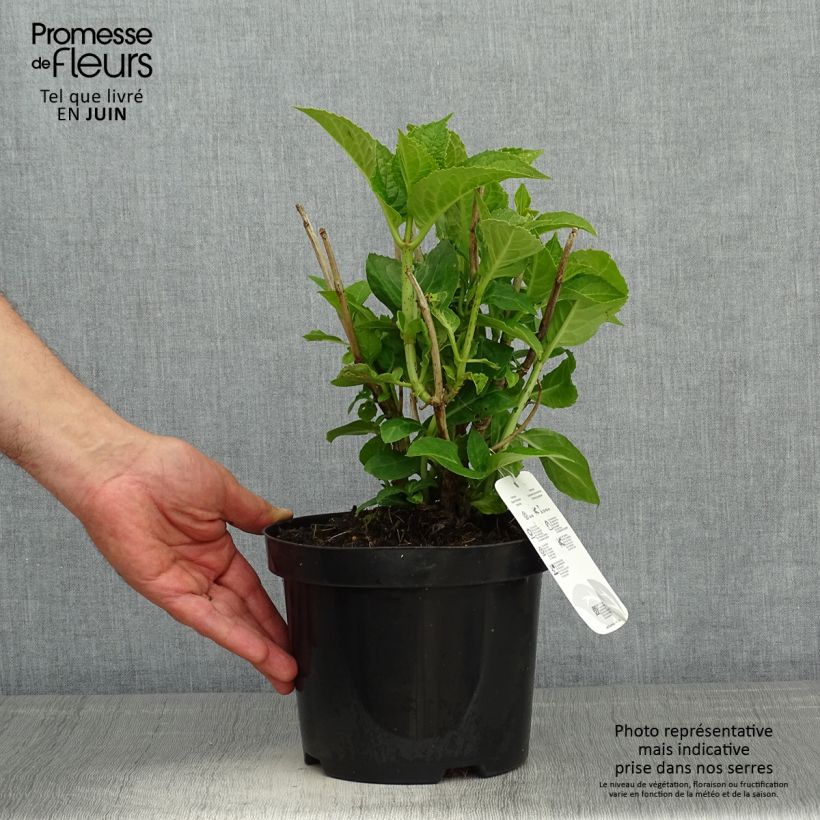Spécimen de Hortensia - Hydrangea macrophylla Blauer Zwerg Pot de 2L/3L tel que livré au printemps