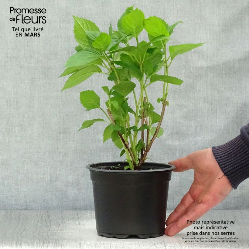 Spécimen de Hortensia - Hydrangea macrophylla Bouquet Rose Pot de 2L/3L tel que livré au printemps