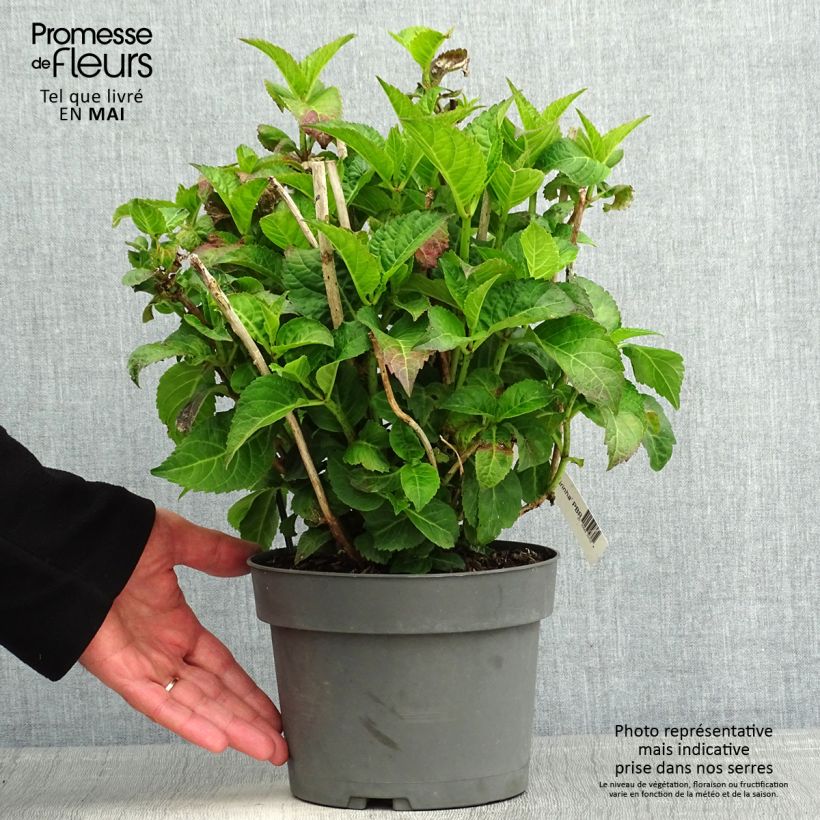 Spécimen de Hortensia - Hydrangea macrophylla Caipirinha Pot de 2L/3L tel que livré au printemps