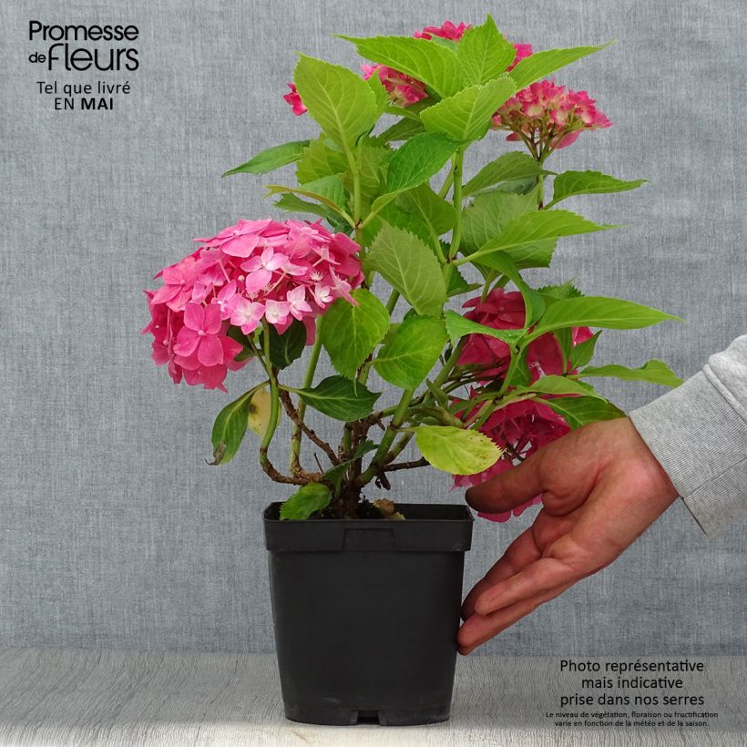 Spécimen de Hortensia macrophylla Constellation Pot de 2L/3L tel que livré au printemps