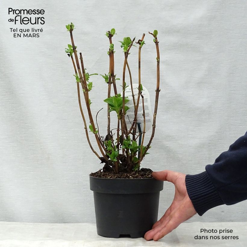 Spécimen de Hortensia - Hydrangea macrophylla Early Blue Pot de 2L/3L tel que livré au printemps