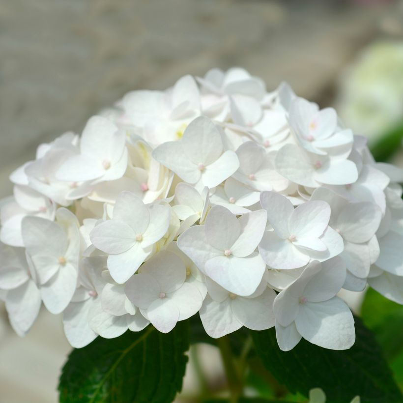 Hortensia - Hydrangea macrophylla Endless Summer The Bride (Floraison)
