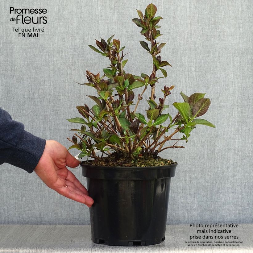 Example of Hortensia - Hydrangea macrophylla French Cancan Pot de 4L/5L as you get in printemps
