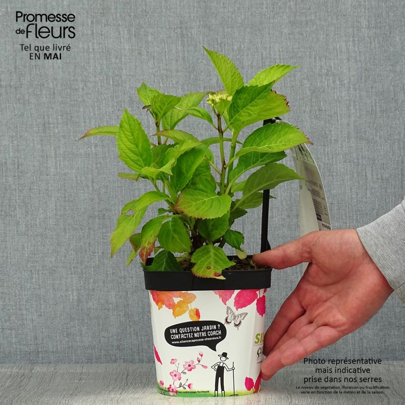 Spécimen de Hortensia - Hydrangea macrophylla Freudenstein Pot de 2L/3L tel que livré au printemps
