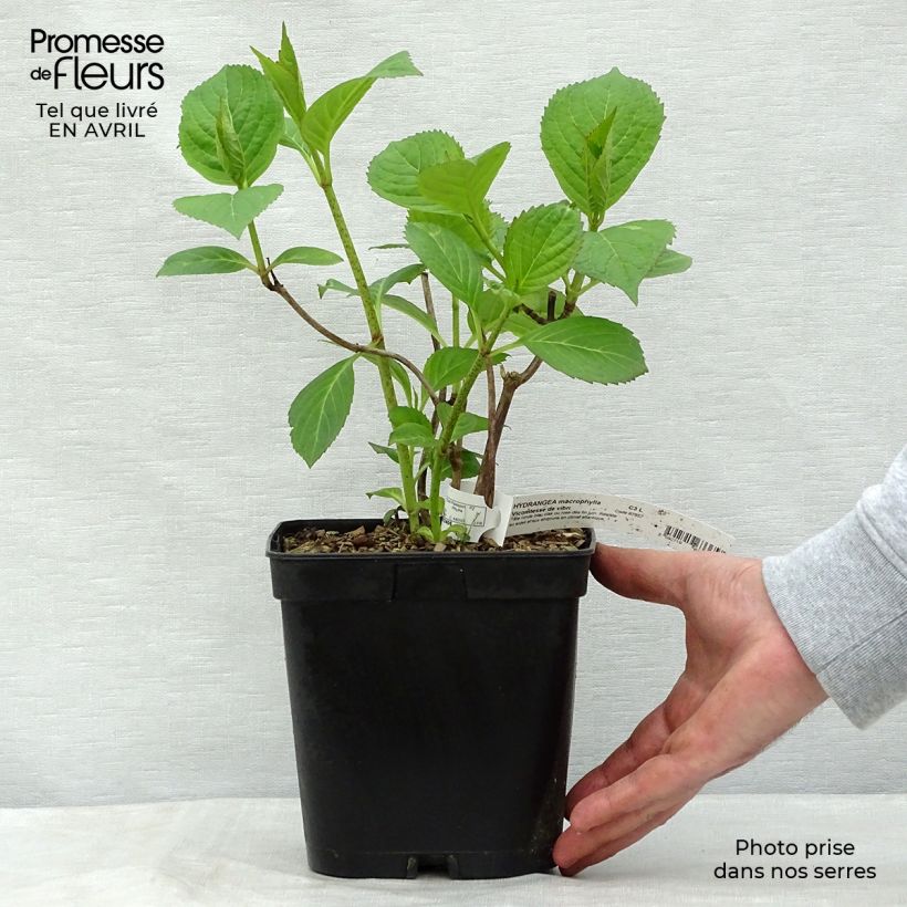 Spécimen de Hortensia - Hydrangea macrophylla Generale Vicomtesse de Vibraye Pot de 2L/3L tel que livré au printemps