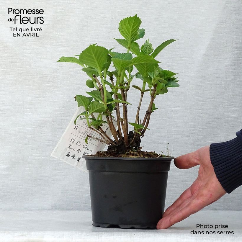 Spécimen de Hortensia - Hydrangea macrophylla Glowing Amber Pot de 2L/3L tel que livré au printemps
