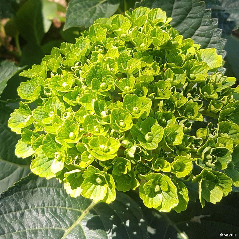 Hortensia - Hydrangea macrophylla Green Ever Belles (Floraison)