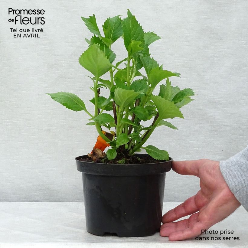 Spécimen de Hortensia - Hydrangea macrophylla Hambourg Pot de 2L/3L tel que livré au printemps