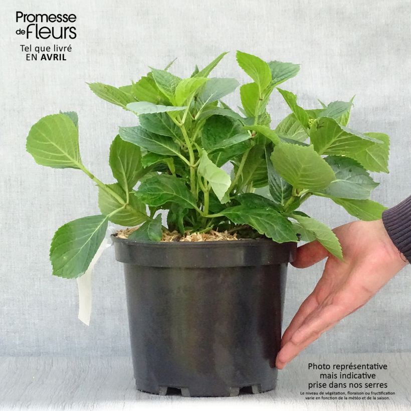 Spécimen de Hortensia - Hydrangea macrophylla Hovaria Hopcorn Pot de 4L/5L tel que livré au printemps