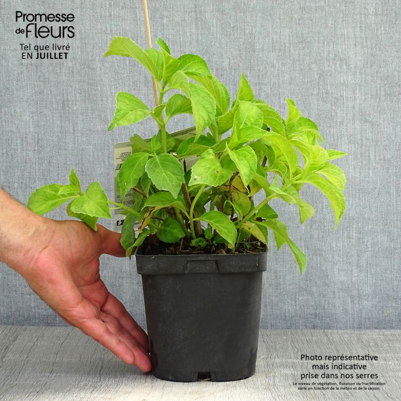 Spécimen de Hortensia - Hydrangea macrophylla Immaculata Pot de 2L/3L tel que livré en été