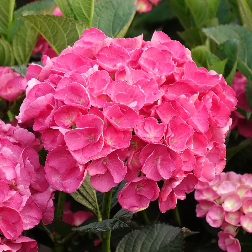 Hortensia - Hydrangea macrophylla Julisa  (Flowering)