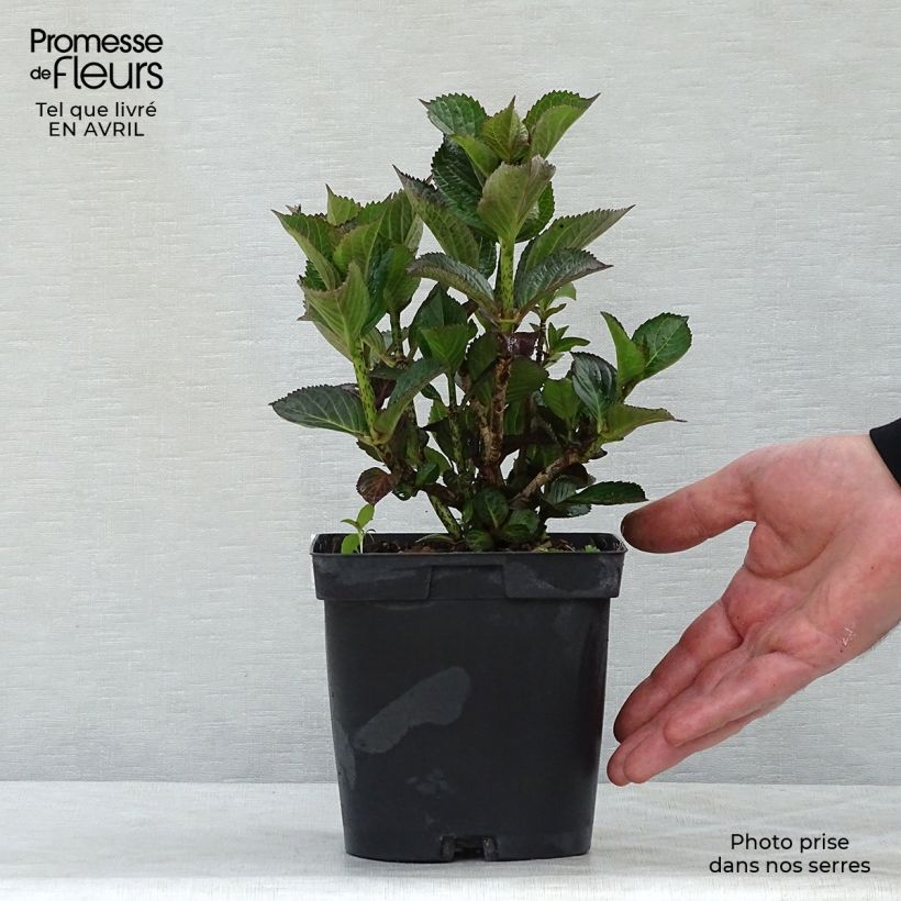 Example of Hortensia - Hydrangea macrophylla Julisa  Pot de 1,5L/2L as you get in printemps