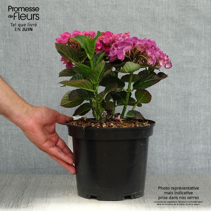 Spécimen de Hortensia - Hydrangea macrophylla Julisa  Pot de 4L/5L tel que livré en été