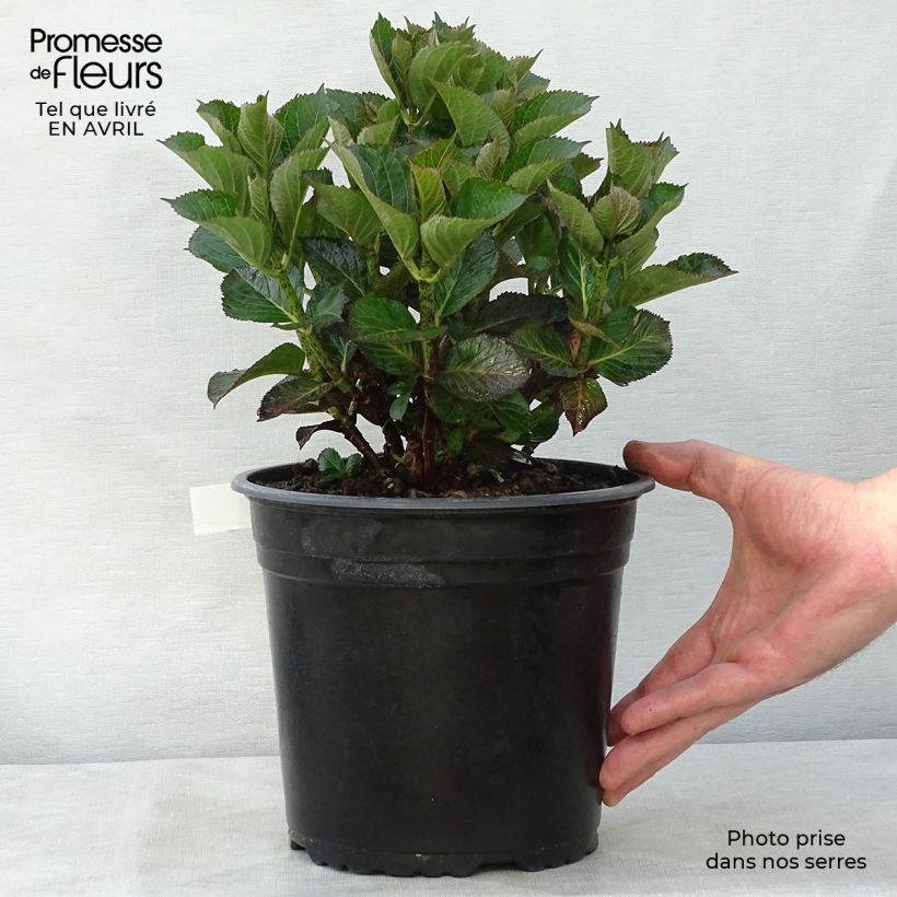 Example of Hortensia - Hydrangea macrophylla Julisa  Pot de 4L/5L as you get in printemps