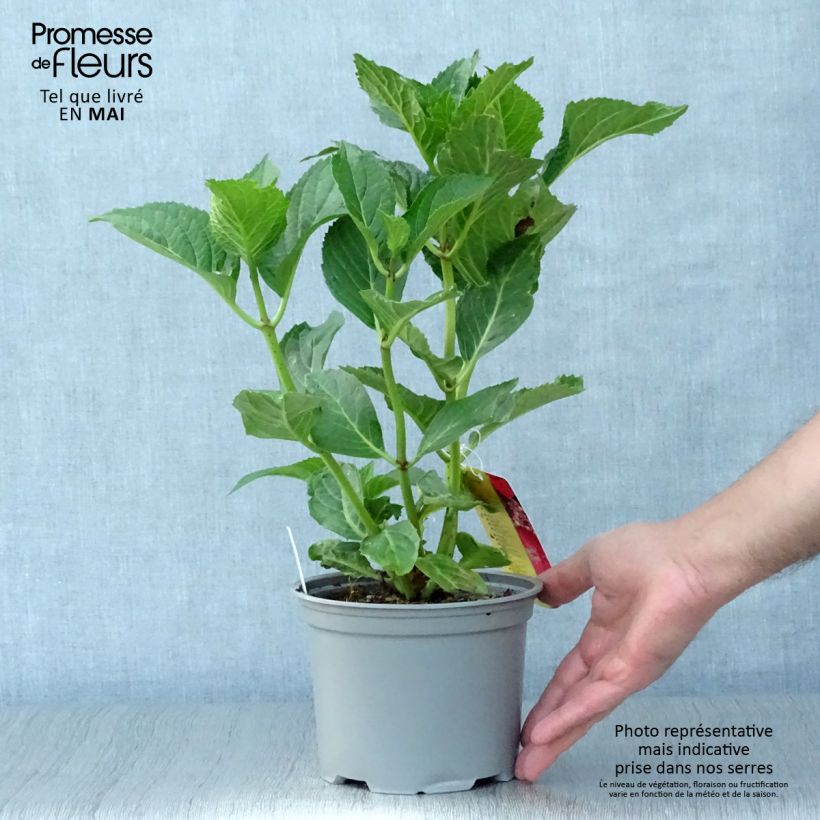 Spécimen de Hortensia - Hydrangea macrophylla Kardinal Pot de 2L/3L tel que livré au printemps