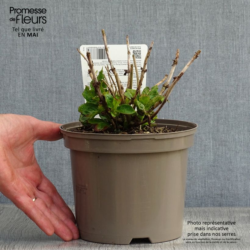 Spécimen de Hortensia - Hydrangea macrophylla Kardinal Violet Pot de 2L/3L tel que livré au printemps