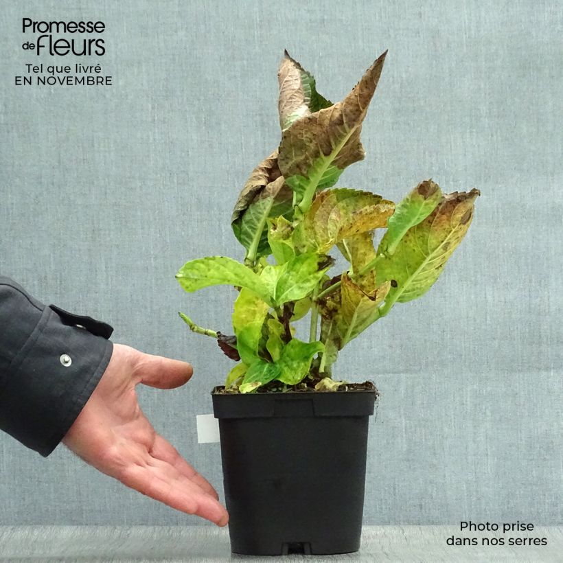 Spécimen de Hortensia - Hydrangea macrophylla Kazan Pot de 2L/3L tel que livré en automne