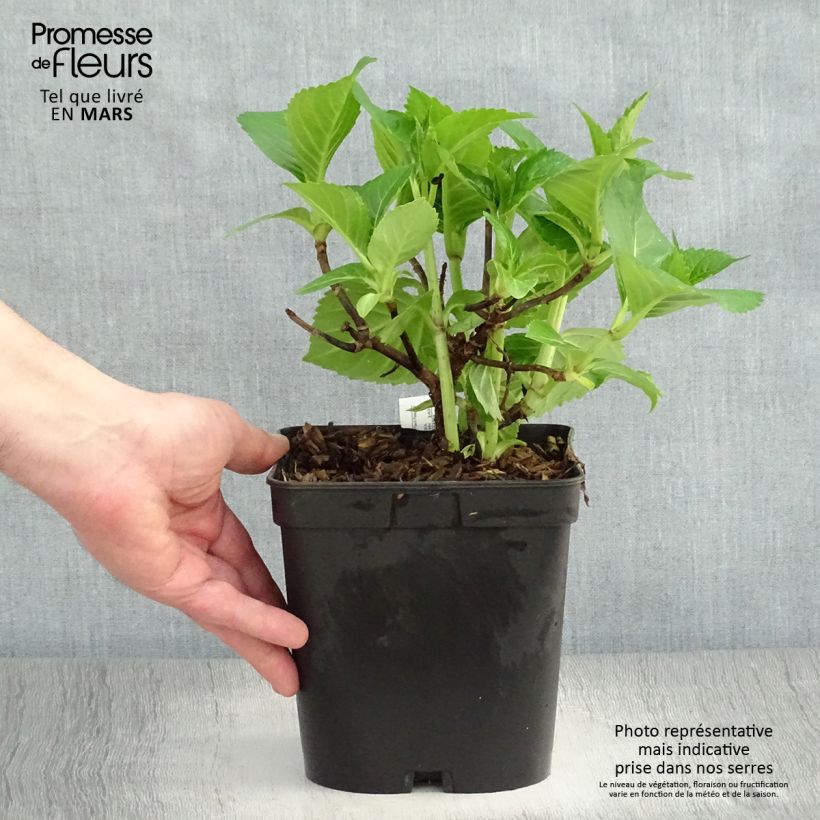 Spécimen de Hortensia - Hydrangea macrophylla La Marne  Pot de 2L/3L tel que livré au printemps