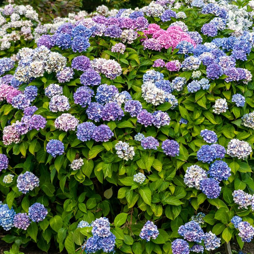 Hortensia - Hydrangea macrophylla La Marne  (Port)