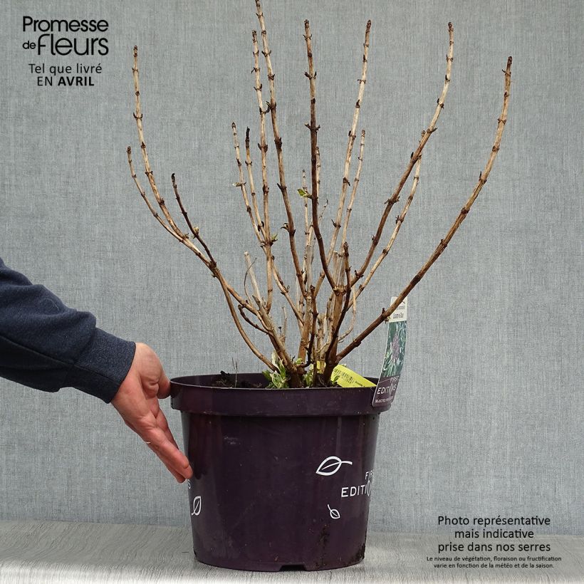 Spécimen de Hortensia - Hydrangea macrophylla Light'o'Day Pot de 7,5L/10L tel que livré au printemps