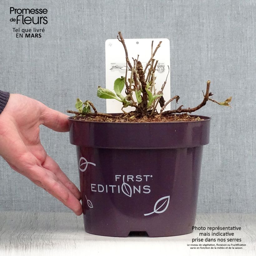 Spécimen de Hortensia - Hydrangea macrophylla Light'o'Day Pot de 3L/4L tel que livré au printemps