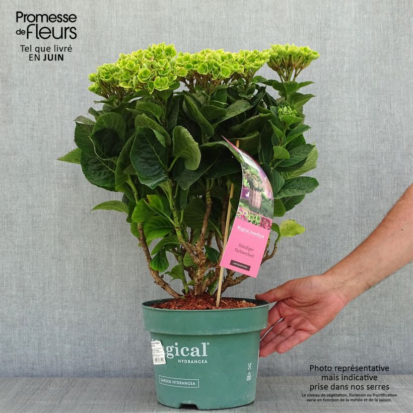 Spécimen de Hortensia - Hydrangea macrophylla Magical Amethyst Pot de 4L/5L tel que livré au printemps