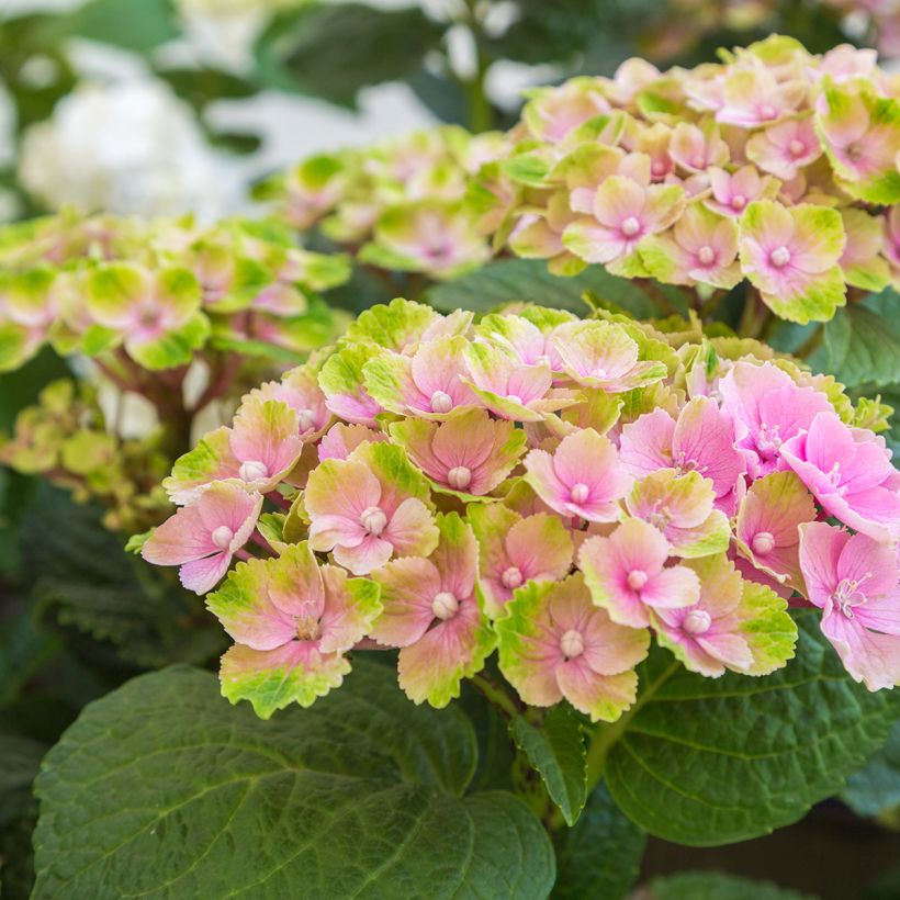 Hortensia - Hydrangea macrophylla Magical Amethyst (Floraison)