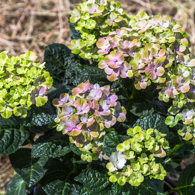 Hortensia - Hydrangea macrophylla Magical Amethyst (Port)