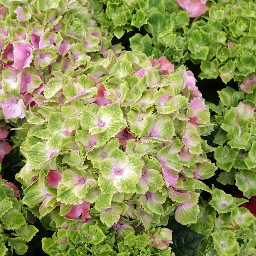 Hortensia - Hydrangea macrophylla Magical Jewel rosa (Floraison)