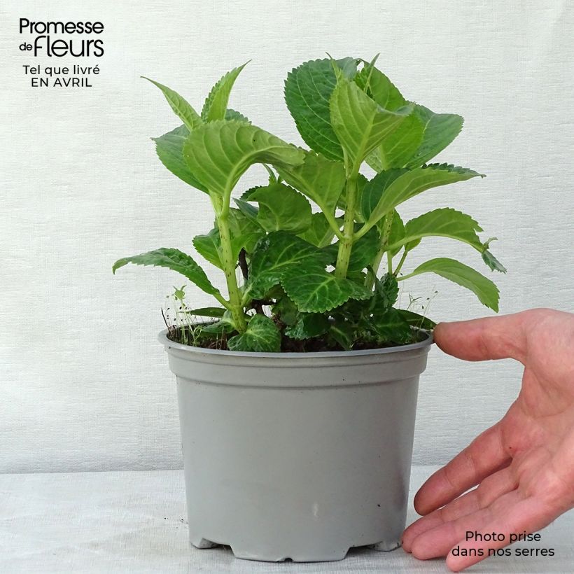 Example of Hortensia - Hydrangea macrophylla Magical Noblesse Pot de 2L/3L as you get in printemps