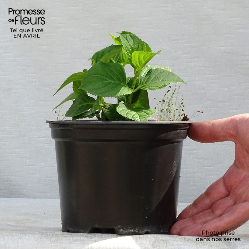 Spécimen de Hortensia - Hydrangea macrophylla Magical Revolution Bleu Pot de 1,5L/2L tel que livré au printemps