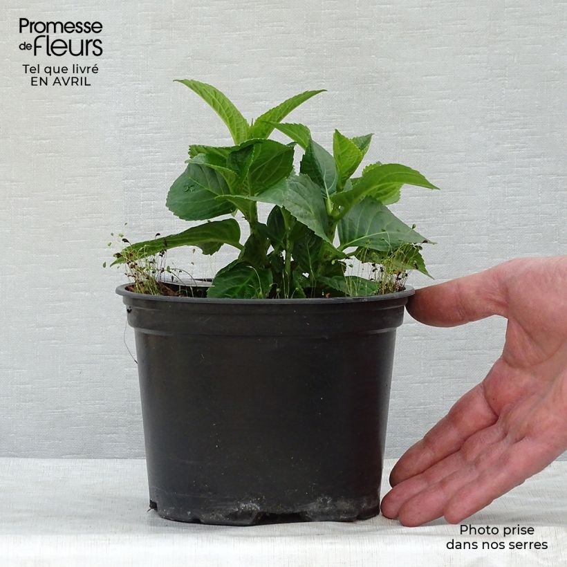 Spécimen de Hortensia - Hydrangea macrophylla Magical Revolution Rose Pot de 2L/3L tel que livré au printemps