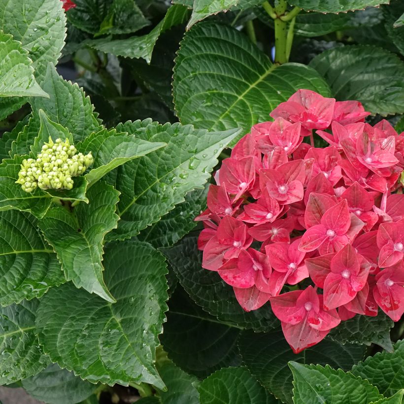 Hortensia - Hydrangea macrophylla Magical Ruby Tuesday (Feuillage)