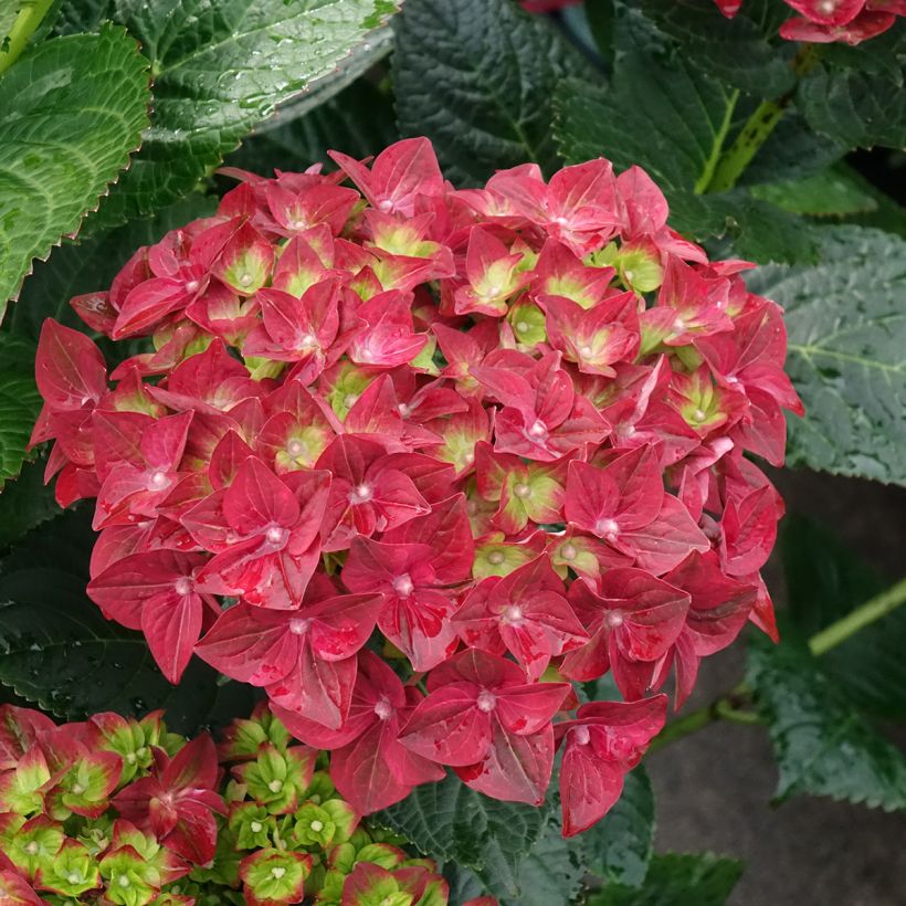 Hortensia - Hydrangea macrophylla Magical Ruby Tuesday (Floraison)