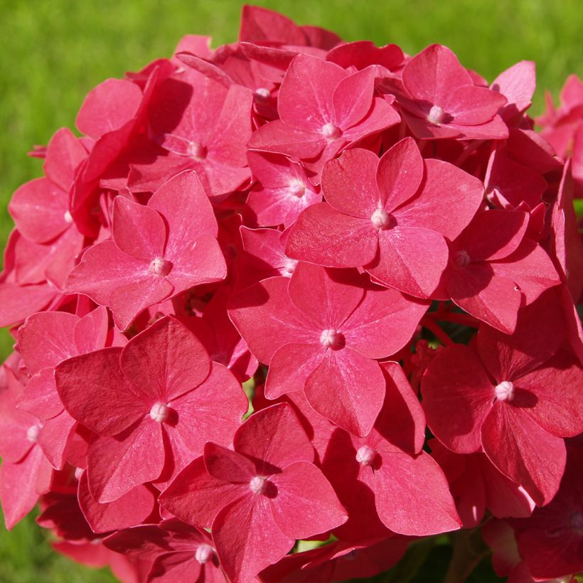 Hortensia macrophylla Sibilla (Floraison)