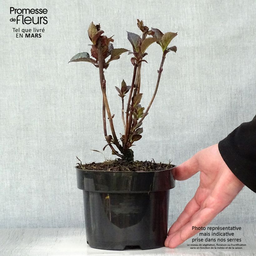 Spécimen de Hortensia - Hydrangea macrophylla Merveille Sanguine Pot de 2L/3L tel que livré au printemps