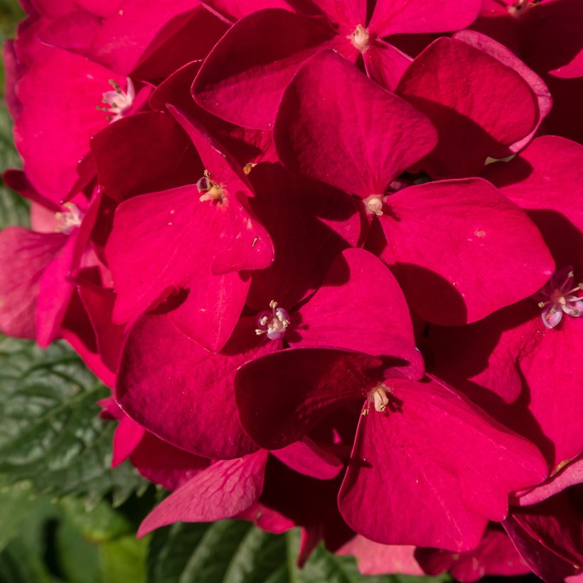 Hortensia - Hydrangea macrophylla Merveille Sanguine (Floraison)