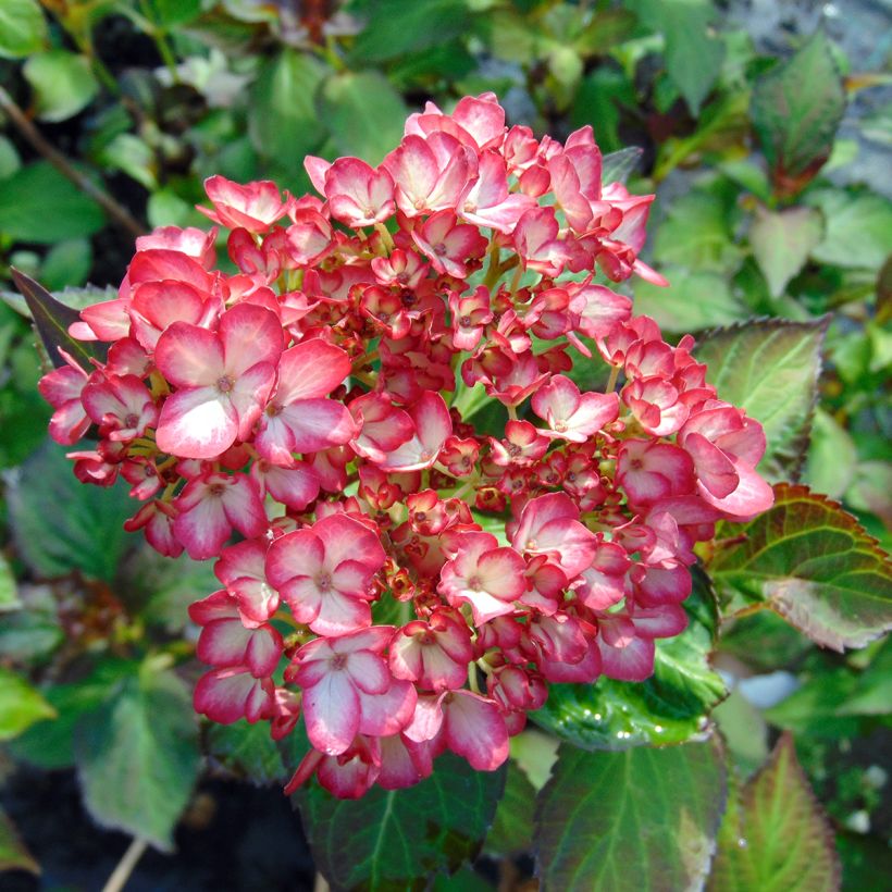 Hortensia - Hydrangea macrophylla Mirai (Flowering)