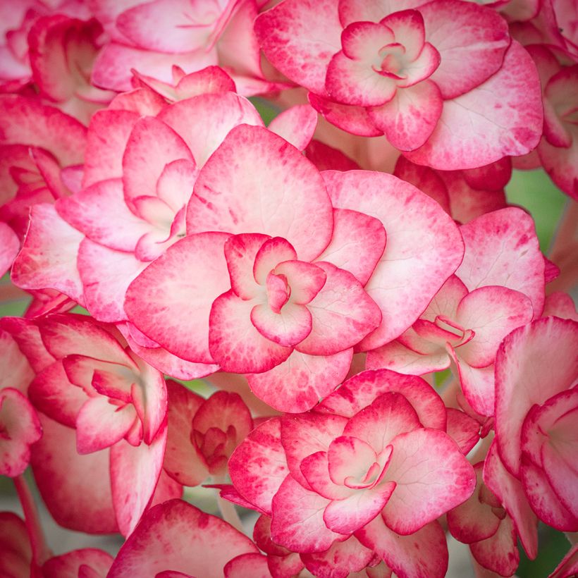 Hortensia - Hydrangea macrophylla Miss Saori (Floraison)