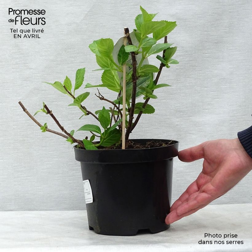 Spécimen de Hortensia - Hydrangea macrophylla Mme Emile Mouillère Pot de 3L/4L tel que livré au printemps