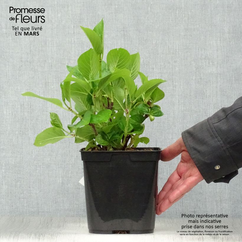 Spécimen de Hortensia - Hydrangea macrophylla Mousmee Pot de 2L/3L tel que livré au printemps