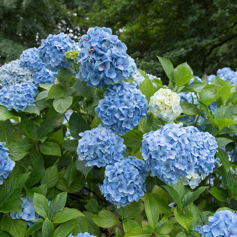 Hortensia - Hydrangea macrophylla Mousseline (Floraison)