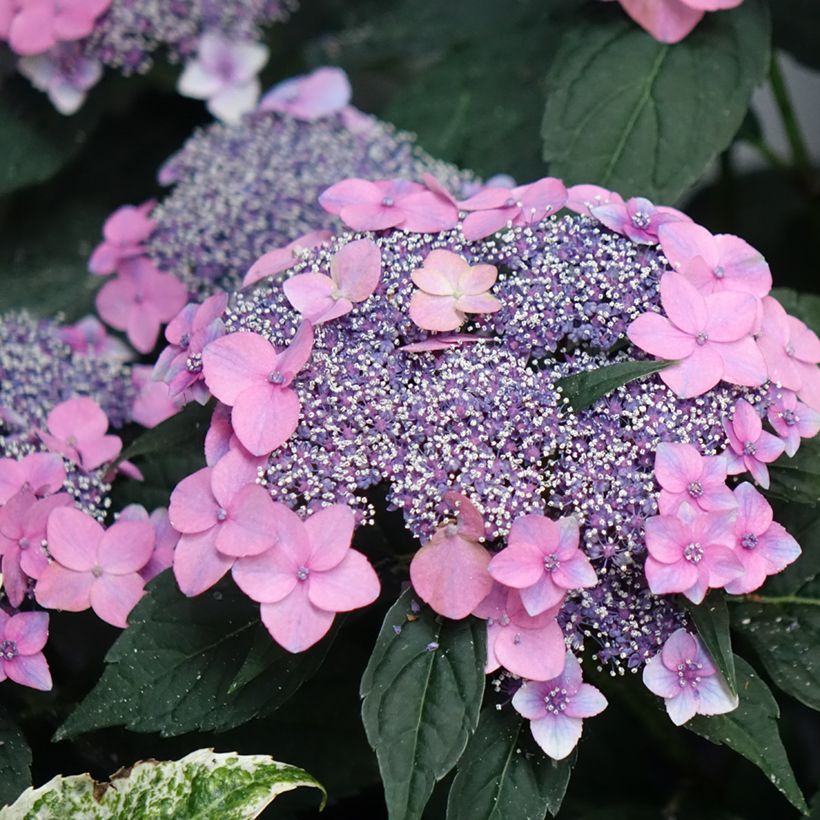 Hortensia - Hydrangea macrophylla Nanping (Floraison)