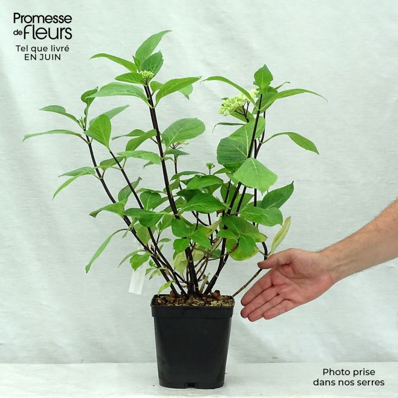 Spécimen de Hortensia - Hydrangea macrophylla Nigra Pot de 4L/5L tel que livré en été