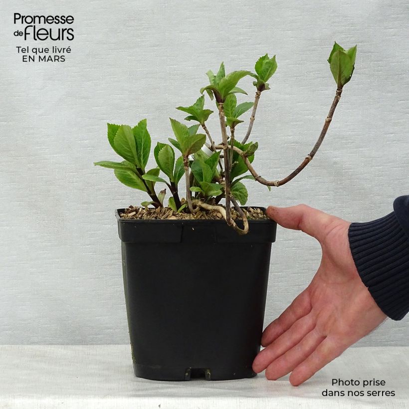 Spécimen de Hortensia - Hydrangea macrophylla Nigra Pot de 2L/3L tel que livré au printemps