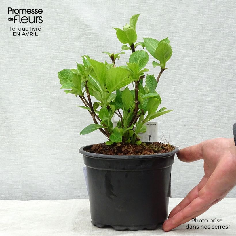 Spécimen de Hortensia - Hydrangea macrophylla Nikko Blue Pot de 2L/3L tel que livré au printemps