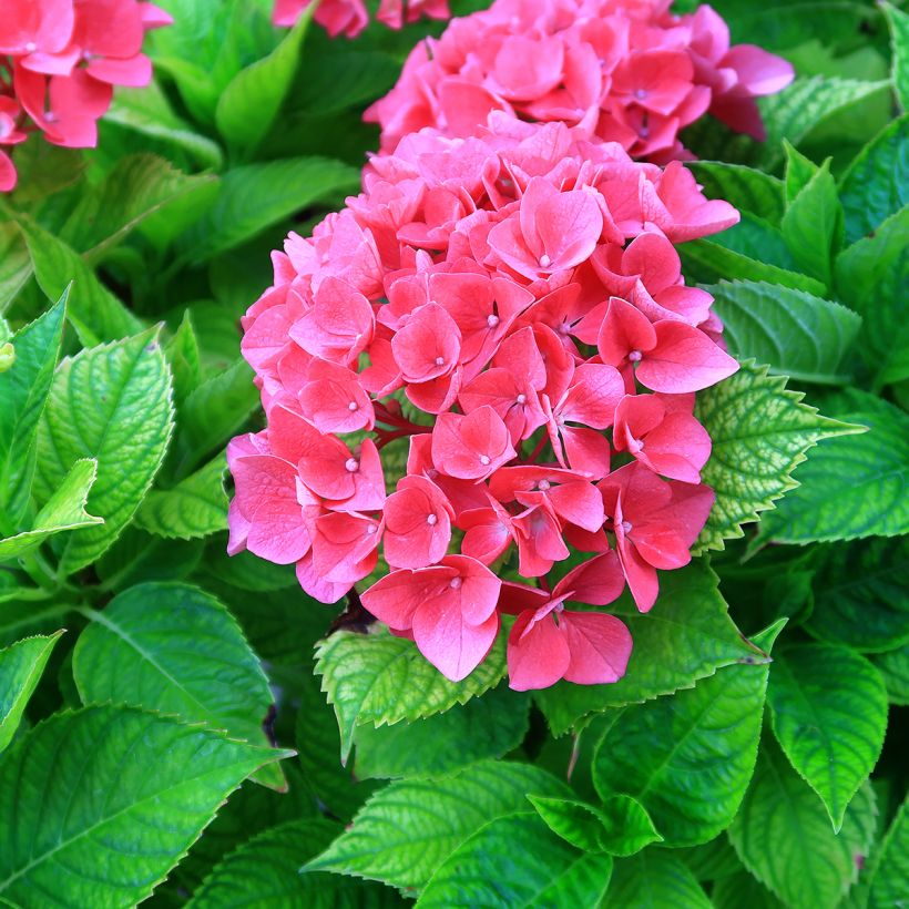 Hortensia - Hydrangea macrophylla Pia (Floraison)