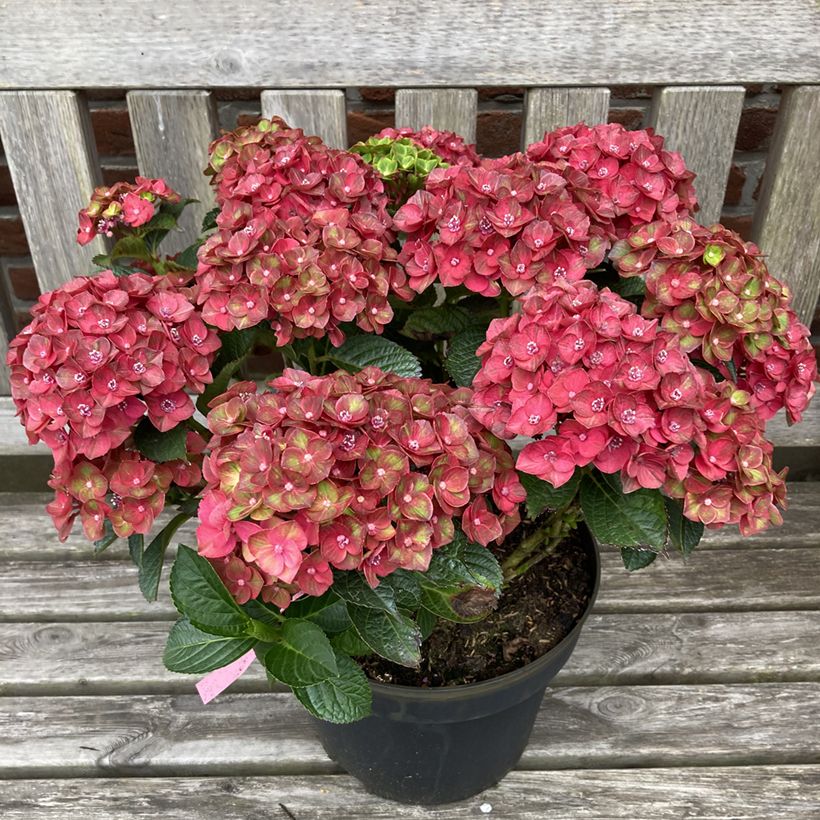 Hortensia - Hydrangea macrophylla Rebellion Choco Love (Port)