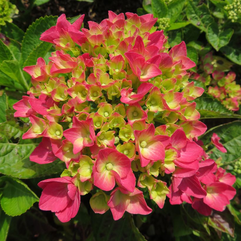 Hortensia - Hydrangea macrophylla Rebellion Dark Pink Love (Floraison)